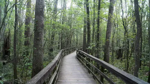Congaree National Park