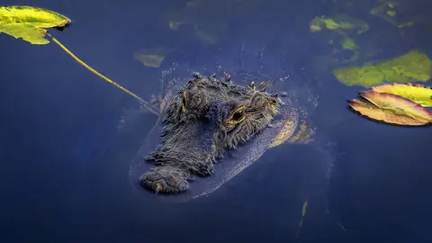 Everglades National Park