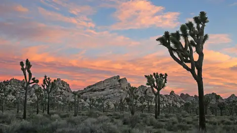 Joshua Tree National Park