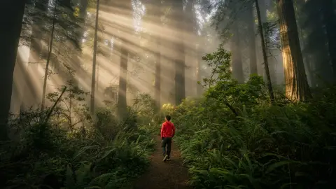 Redwood National Park