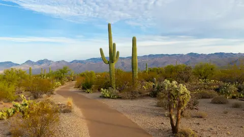 Saguaro National Park