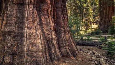 Sequoia National Park