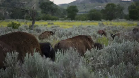 Theodore Roosevelt National Park