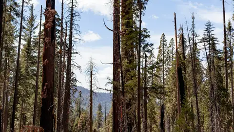 Giant sequoias in Mariposa Grove